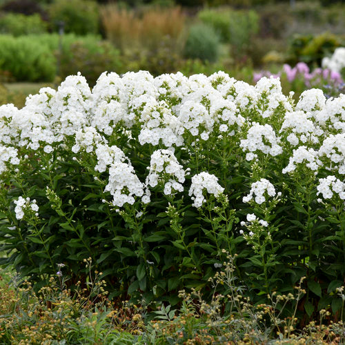 Phlox 'Backlight' PW