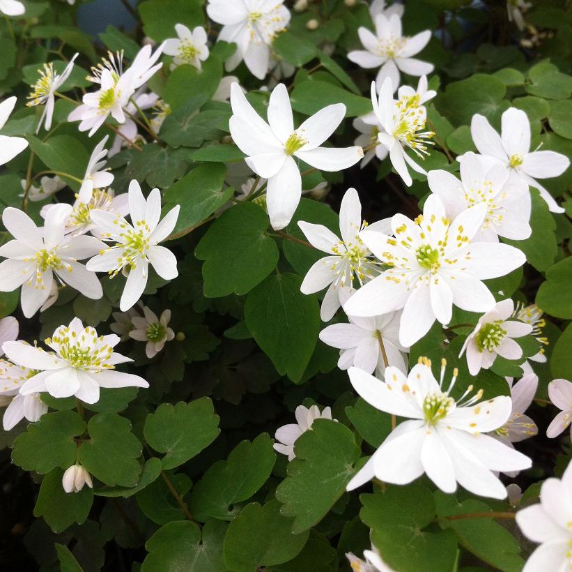 Rue Anemone