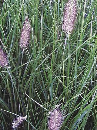 Grasses, Fountain 'Foxtrot'