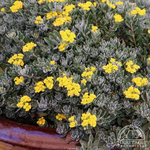 Alyssum 'Golden Spring'