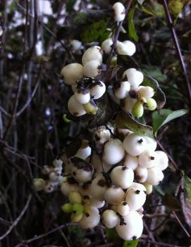 Snowberry, Common