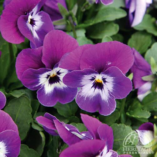 Viola 'Sorbet Purple Face' 9cm