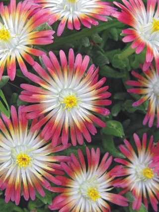 Ice Plant 'Jewel of the Desert Ruby'