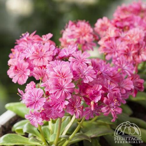 Lewisia 'Elise Mix'