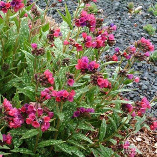Lungwort 'Raspberry Splash'