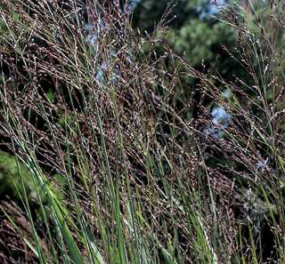 Grasses, Switch 'Purple Tears'