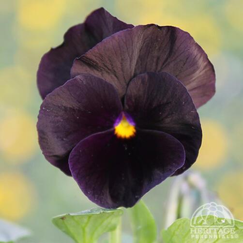 Viola 'Sorbet Black Delight'