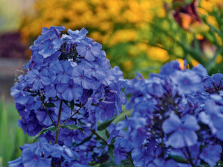 Phlox 'Blue Paradise'