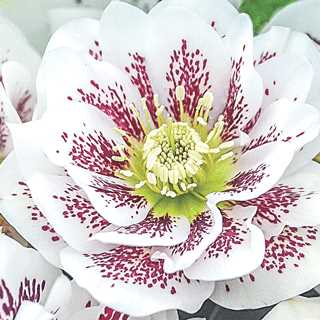 Lenten Rose 'Confetti Cake Wedding Party'