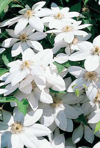 Clematis Combo 'Henryi & Elsa Spath' 2G