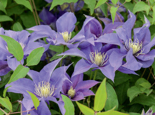 Clematis 'Olympia'