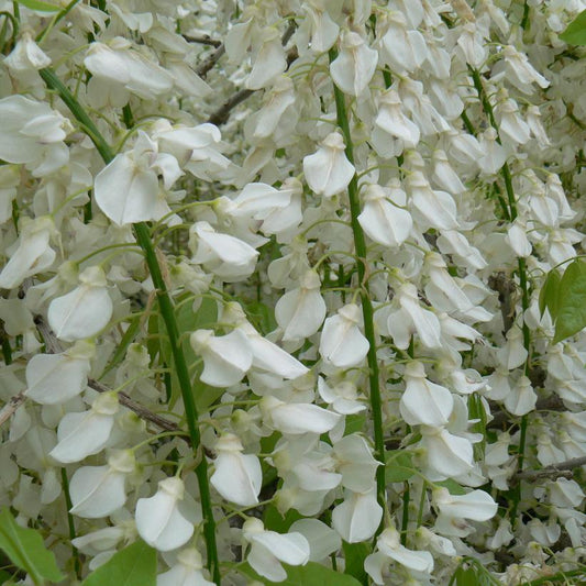 Wisteria 'Alba'