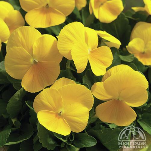 Viola 'Penny Clear Yellow'
