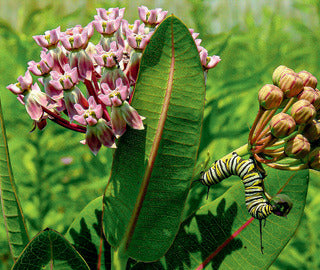 Milkweed, Prairie