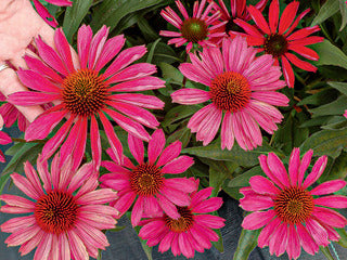 Coneflower 'Kismet Raspberry'