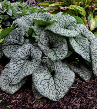Brunnera 'Queen of Hearts' PW
