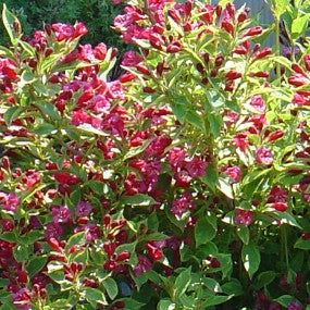 Weigela 'French Lace'