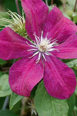 Clematis 'Rouge Cardinal'