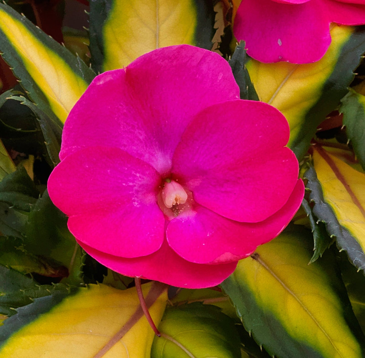 Sunpatiens Compact 4.25"