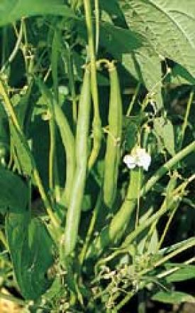 BEAN TENDERGREEN IMPROVED - SEED