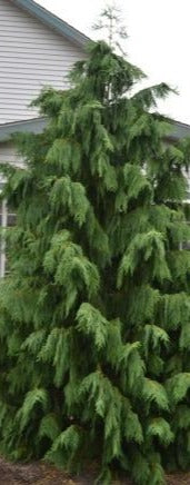 Cypress, Nootka 'Weeping Blue'