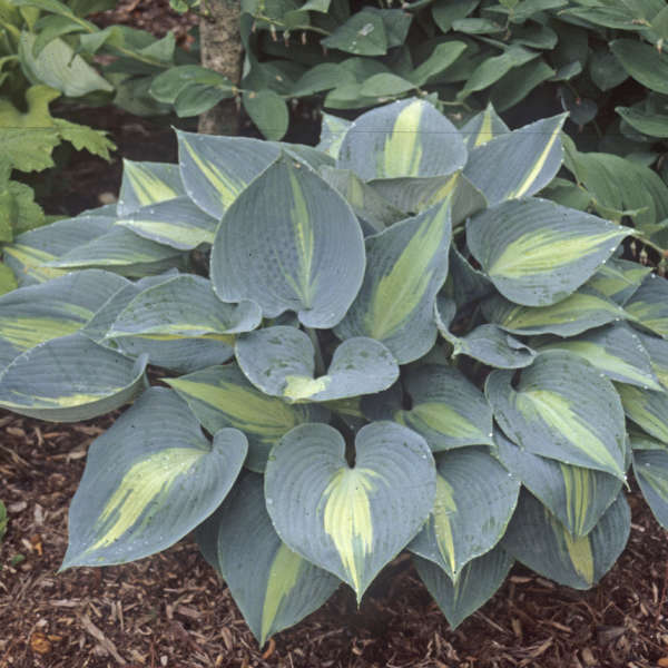 Hosta 'Touch of Class'