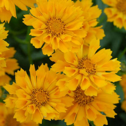 Coreopsis 'Jethro Tull'