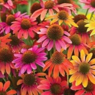 Coneflower 'Cheyenne Spirit'