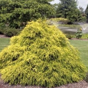 Threadleaf Falsecypress 'Sungold'