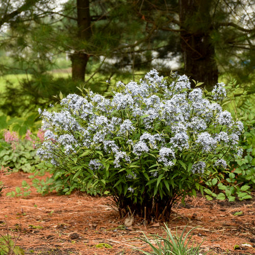 Amsonia 'Storm Cloud' 1Gal