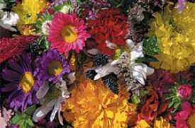 ANNUAL CUT FLOWER SPECIAL MIX - SEED