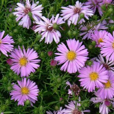 New York Aster 'Wood's Pink'