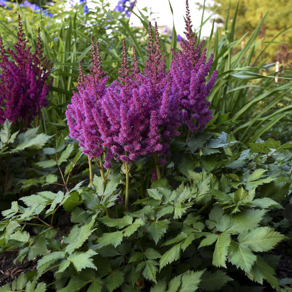 Astilbe 'Little Visions in Purple' 1Gal