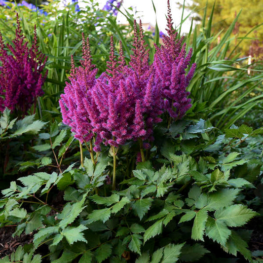 Astilbe 'Little Visions in Purple' 1Gal