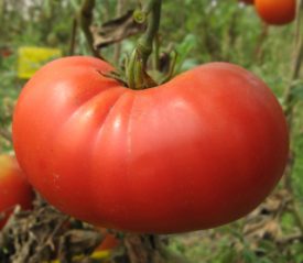 TOMATOES BEEFSTEAK - SEED