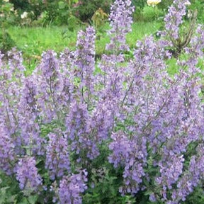 Catmint 'Junior Walker'