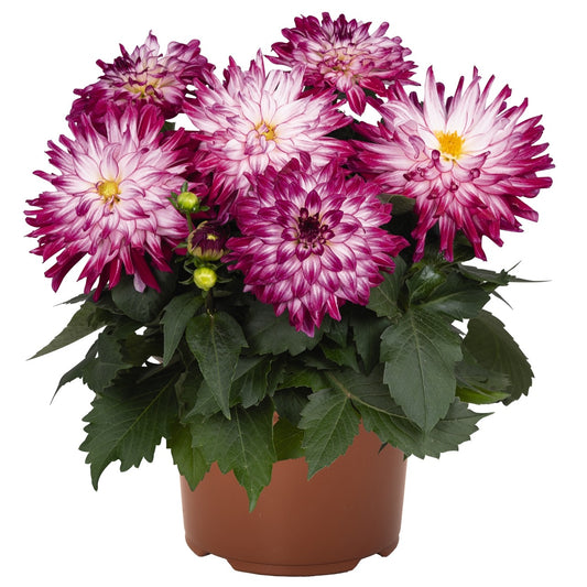 Dahlia MegaBoom Berry Blast 1 Gallon