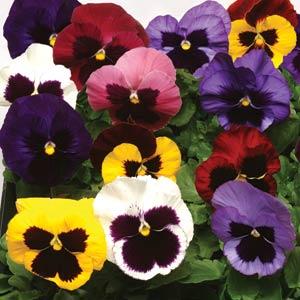 Pansy 24" Window Box