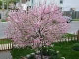 Almond, Flowering Tree Form