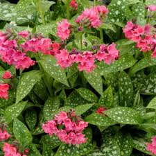 Lungwort 'Shrimps on the Barbie'