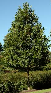 Planetree 'Morton Circle' Exclamation! 7Gal