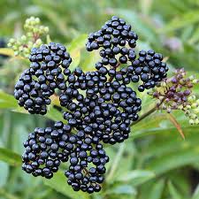 Elderberry 'Johns'