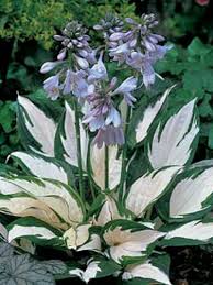 Hosta 'Fire and Ice' 1Gal