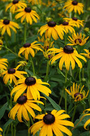 Black-Eyed Susan 'Goldsturm'