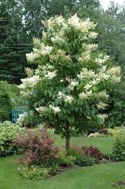 Ivory Silk Lilac Tree