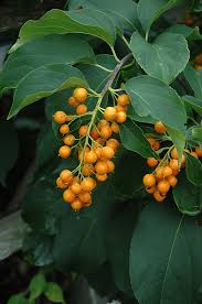 Bittersweet Vine 'Hercules' (Male)
