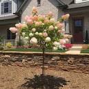 Hydrangea Tree Form 'Vanilla Strawberry'