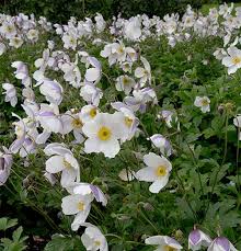 Anemone Hybrid, "Wild Swan"