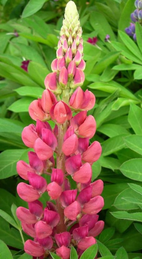 Lupinus, "Gallery Pink"