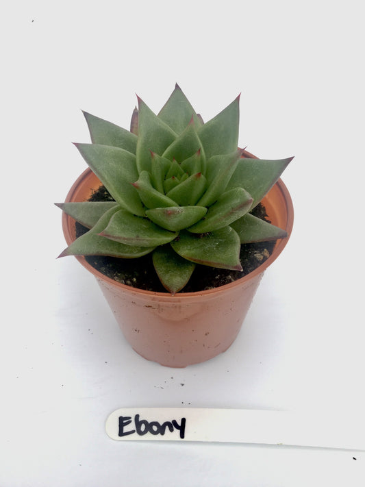 Echiveria Ebony 3"